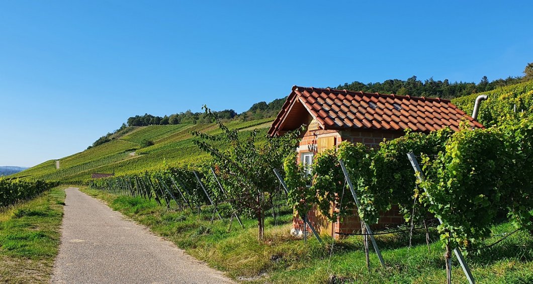 Weinprobe am Wengerthäusle