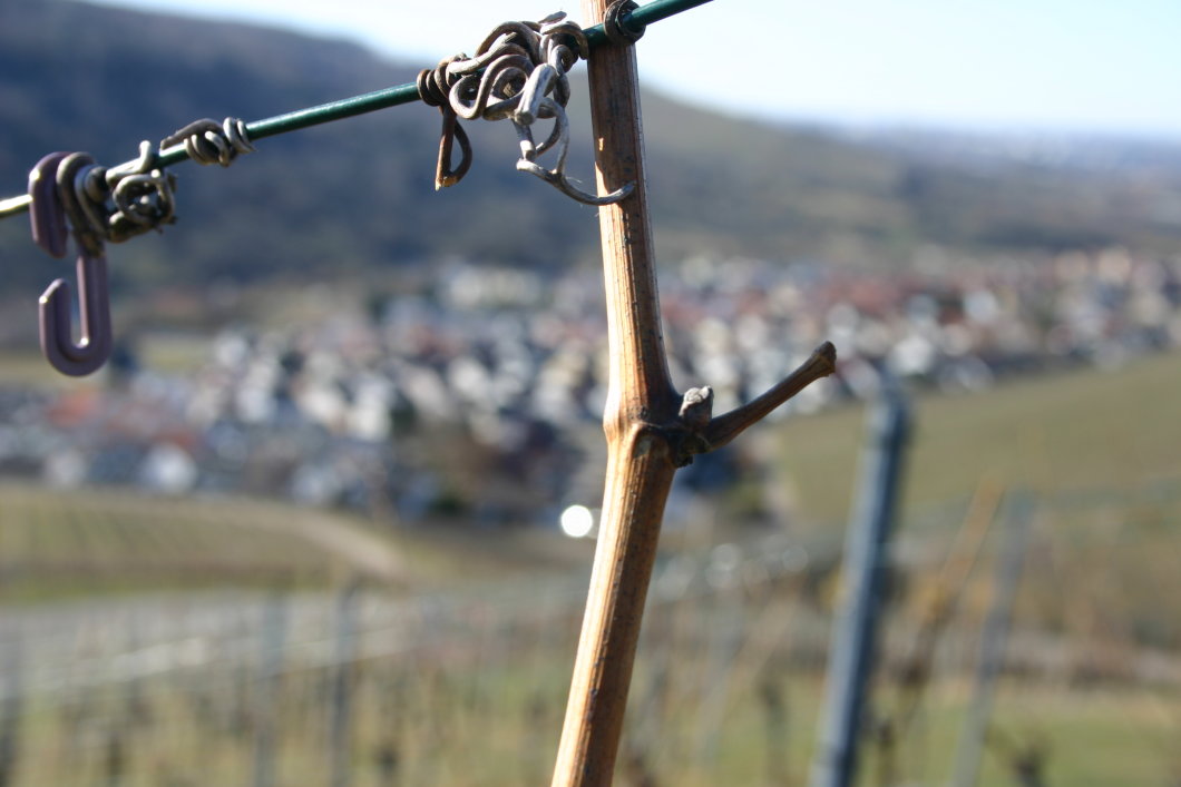 Gutstour Weingut Sterneisen