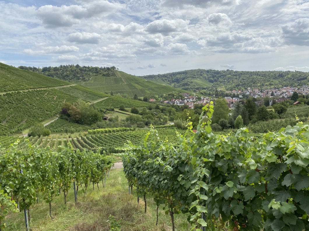 Weinerlebnistour in Stuttgart-Uhlbach
