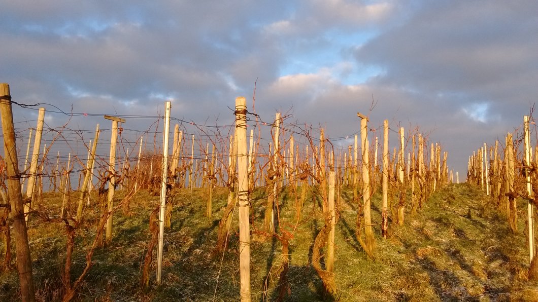 Ostereiersuche bei feinem Wein im Wengert