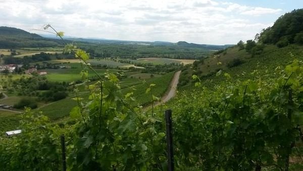 After work Weinberg-Tour