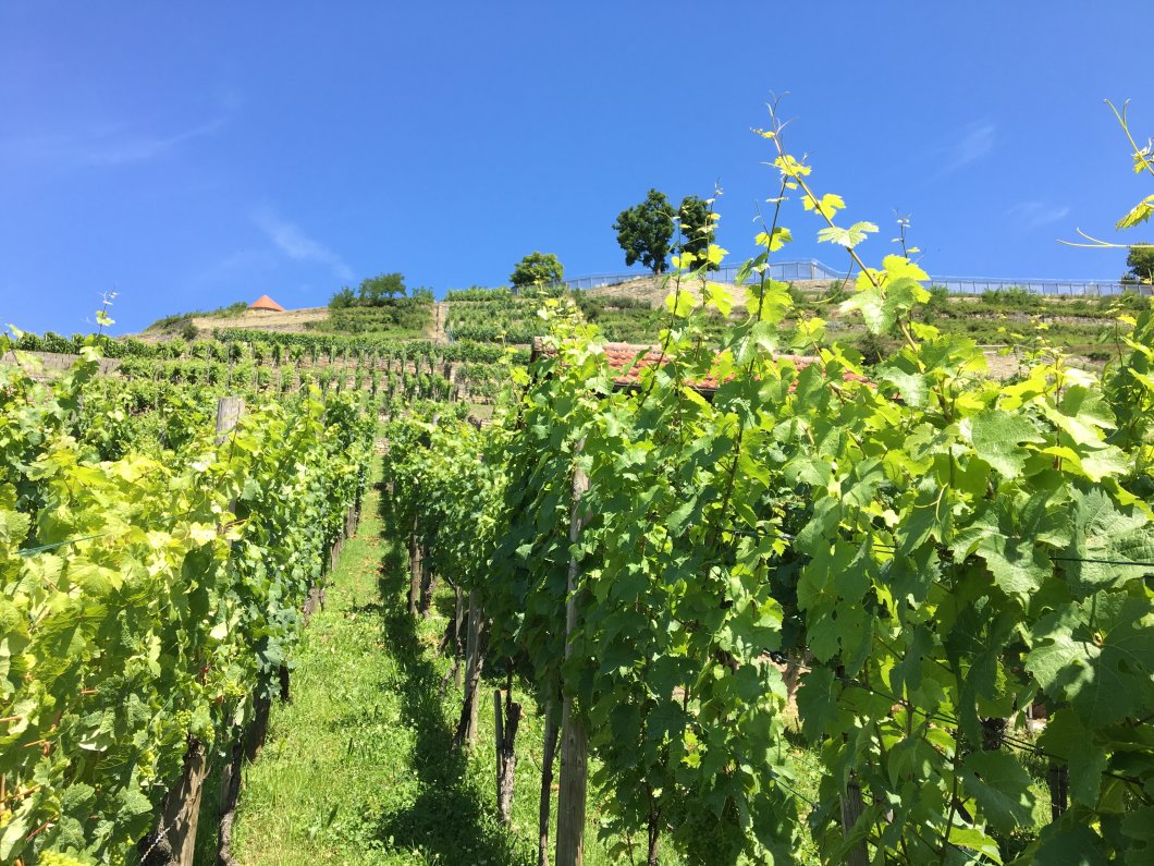 Wengert, Wahn und Weiberzeche: Wein- und historische Erlebnistour am Hohenasperg