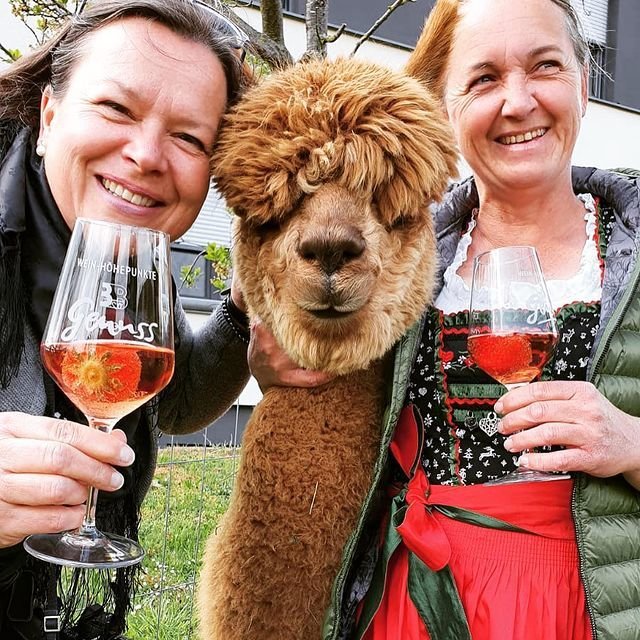 WeinTrekking mit Alpakas