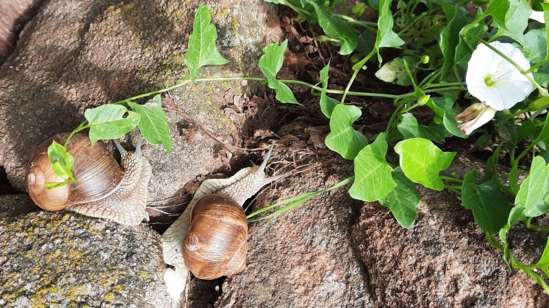Auf Du und Du mit der Weinbergschnecke