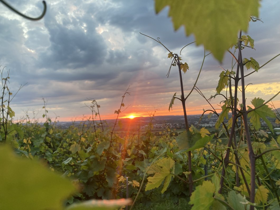 Weinrallye