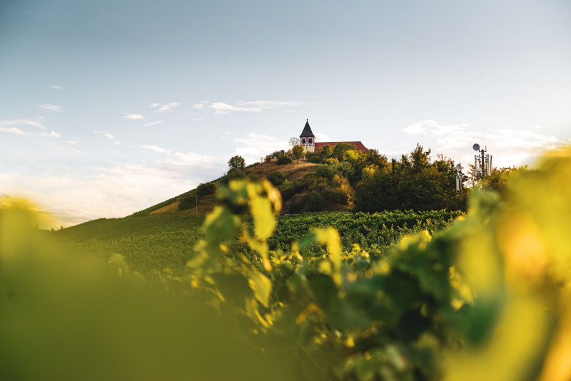 Let’s Talk about Wine