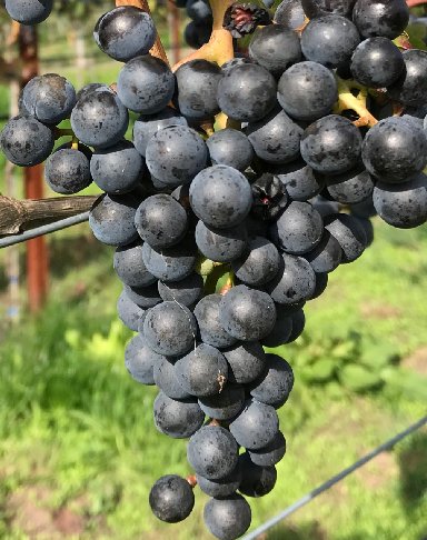 Cassis, Ziegel und Rubin – alles aus Rot