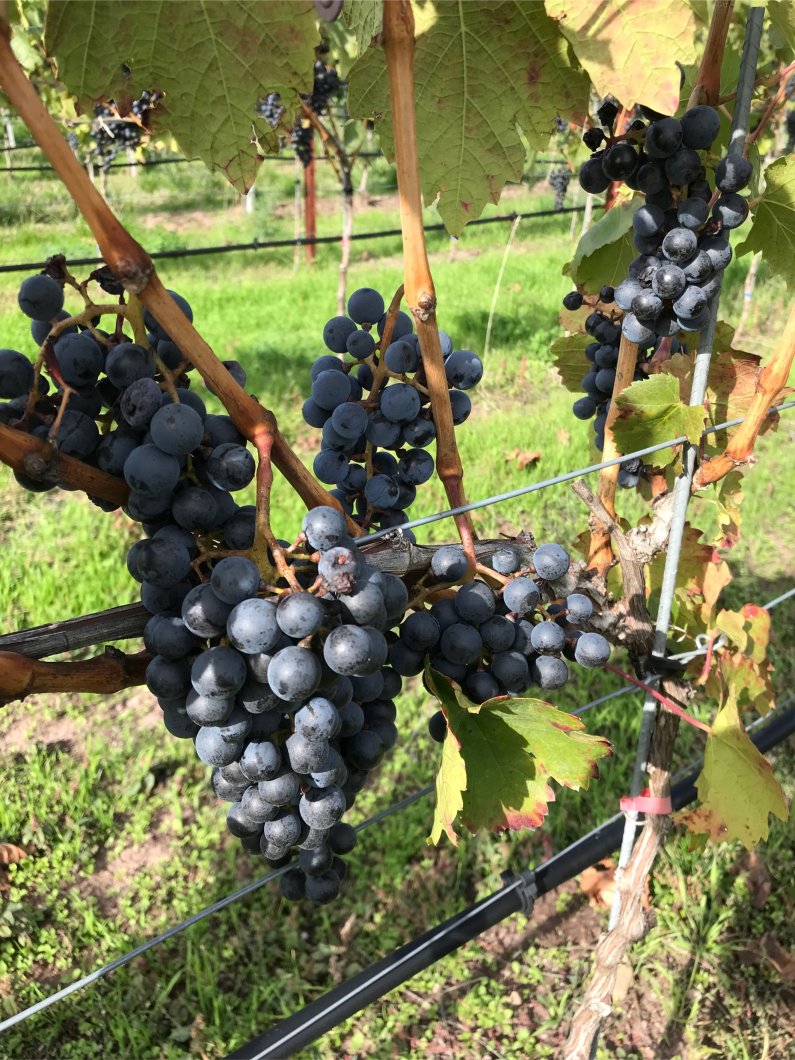 Cassis, Ziegel und Rubin – alles aus Rot