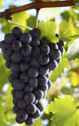 Cassis, Ziegel und Rubin – alles aus Rot