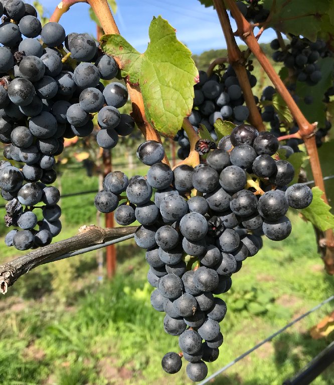 Cassis, Ziegel und Rubin – alles aus Rot