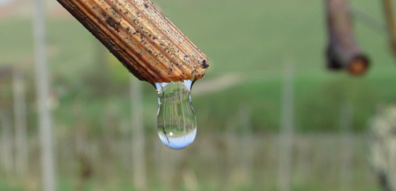 Osterweinsuche Windischenbach