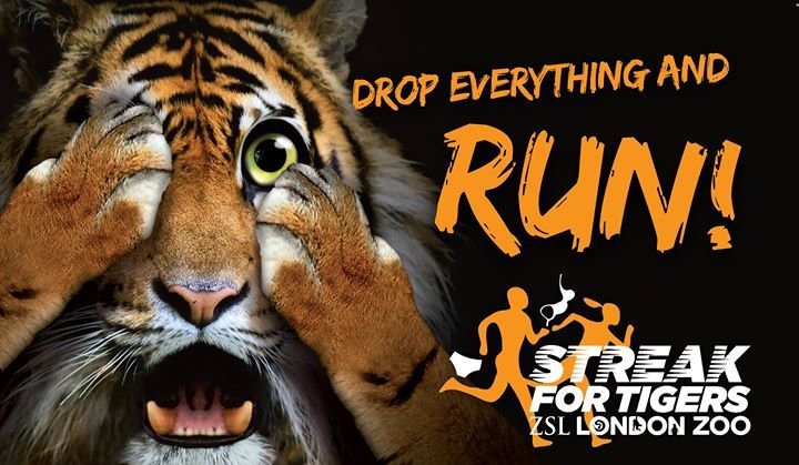 London Zoo, Streak for Tigers, Regents Park, London, 11 