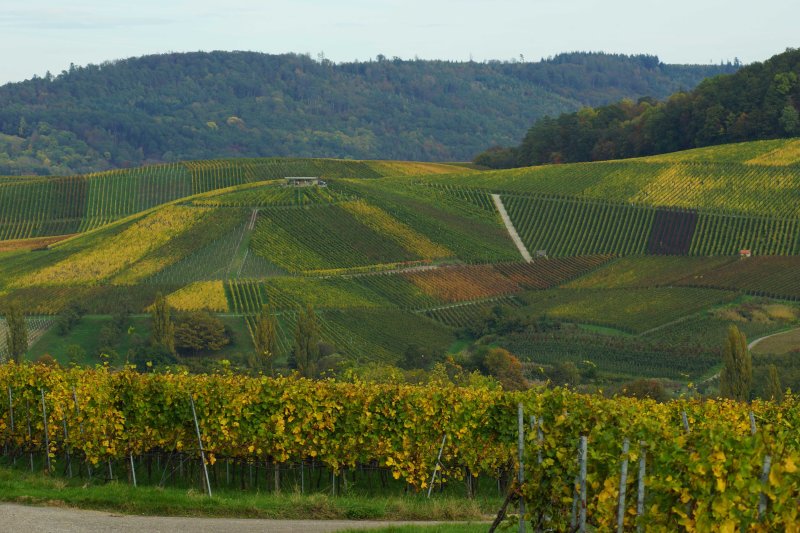 Schlenderweinprobe im Steinbacher Tal