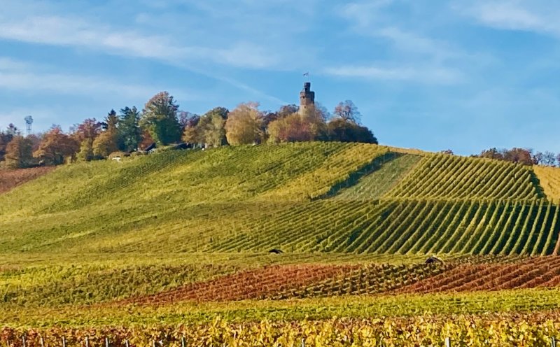 Advent im Weinberg