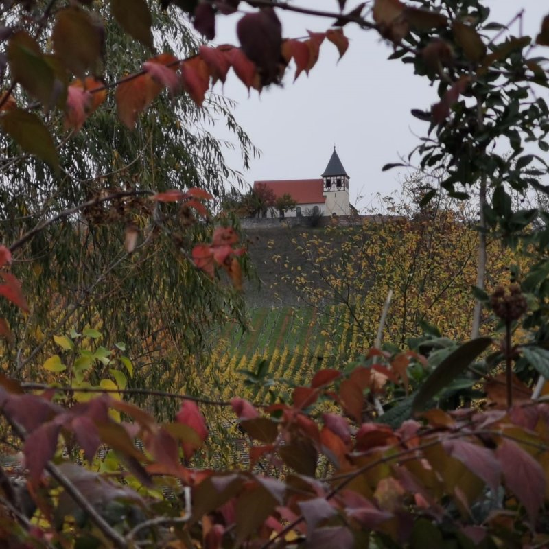 Die schönste Weinsicht 2020 &#8211; der Michaelsberg in Cleebronn