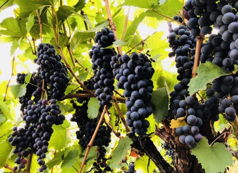 Weinbau und Biodiversitaet