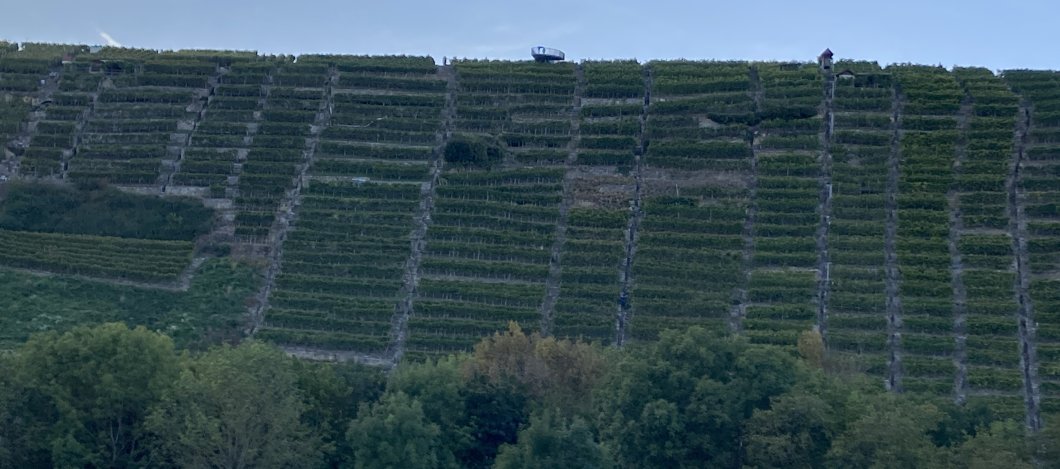 Besigheim entdecken  „Jahreszeitliche Weinbergwanderung“ Termin nach Vereinbarung