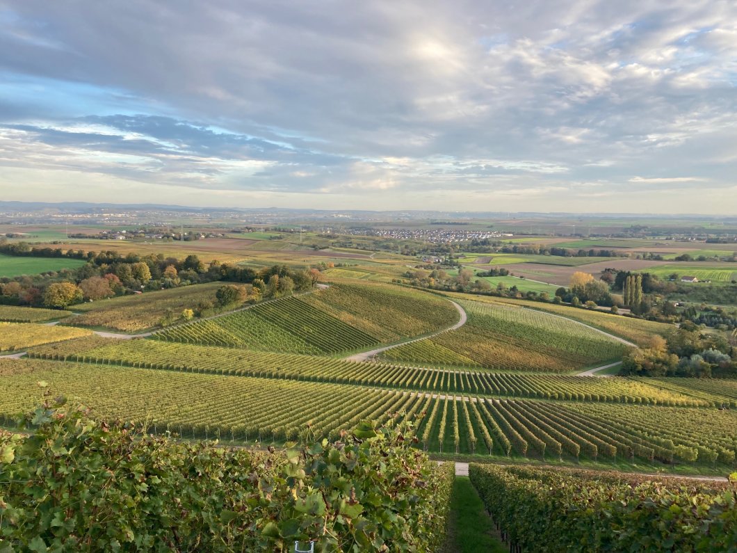 Advent im Weinberg