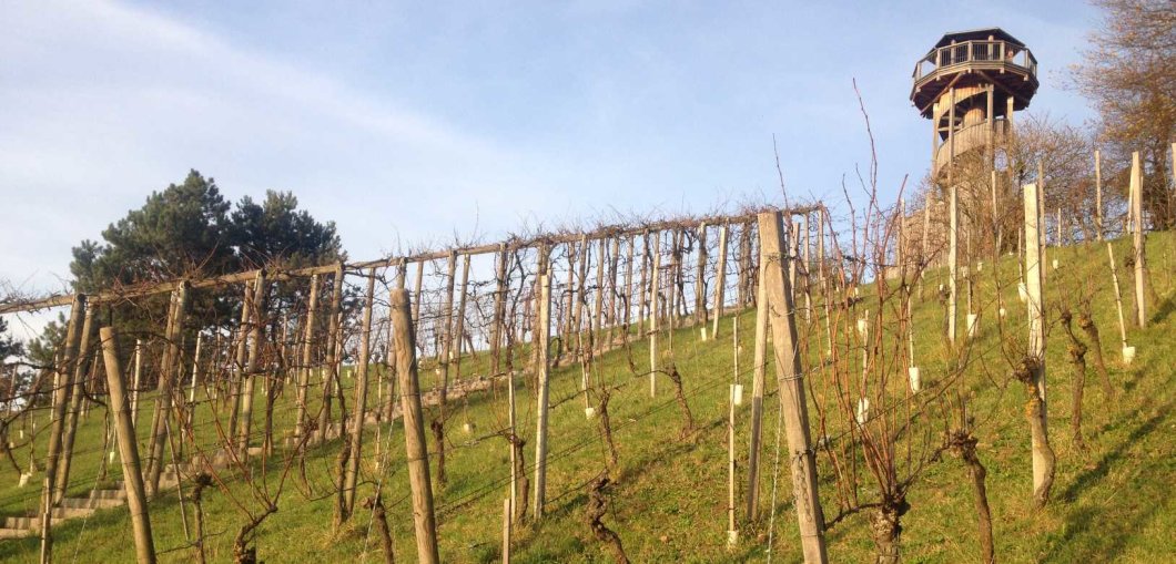 6’er Weinprobe mit Rebbegehung