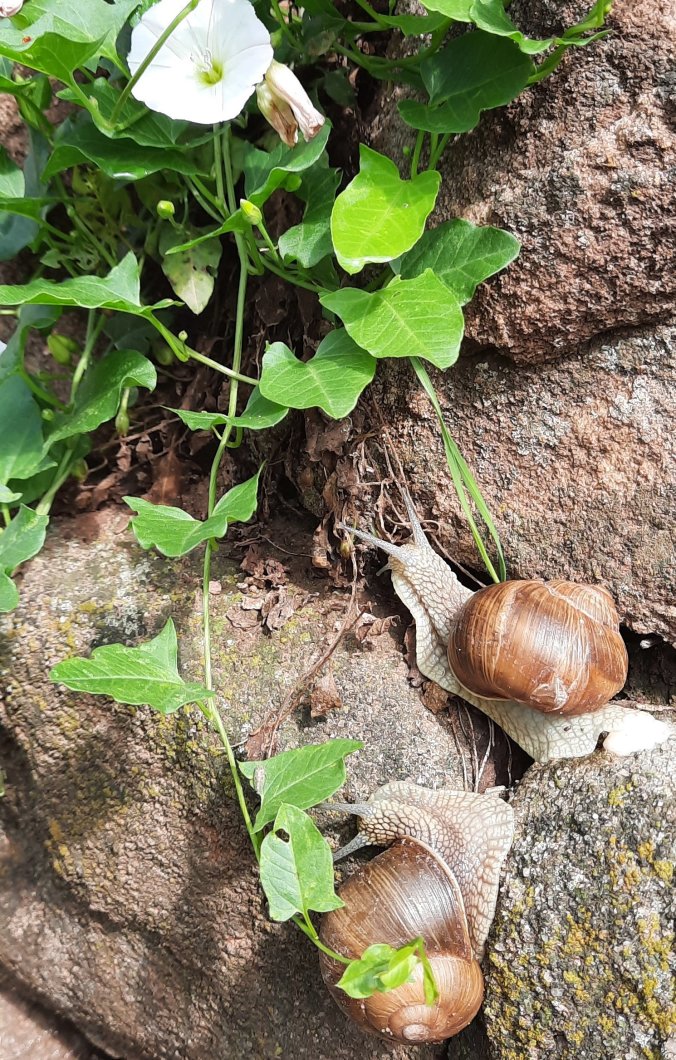 Auf Du und Du  mit der Weinbergschnecke