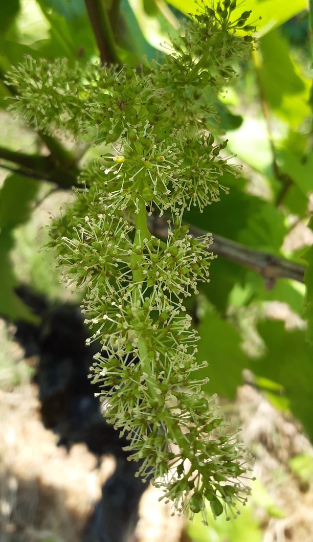 Weinevent zur Traubenblüte