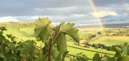 Wein ganz fein – Riechen, Fühlen, Schmecken