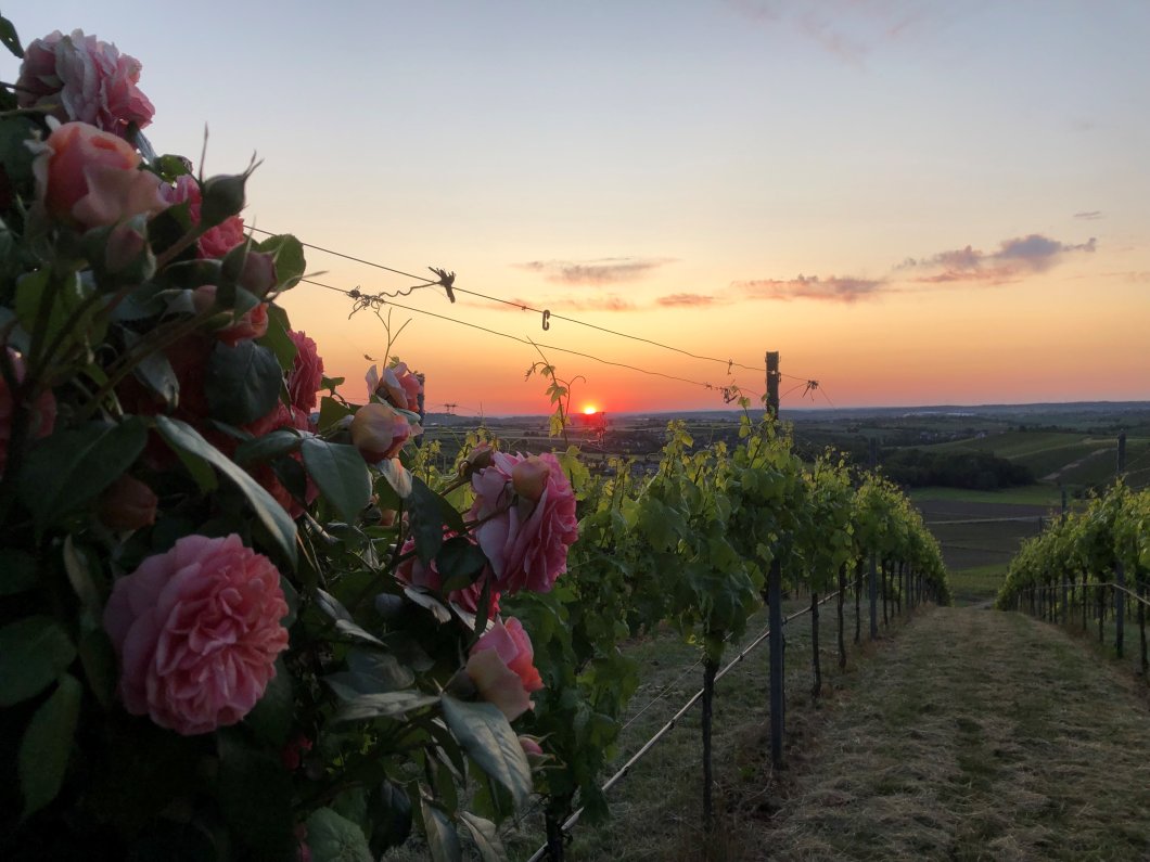 Sonnenuntergang im Weinberg