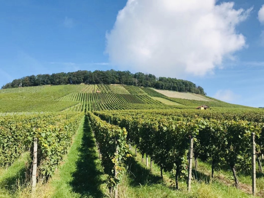 Weinbau und Biodiversitaet