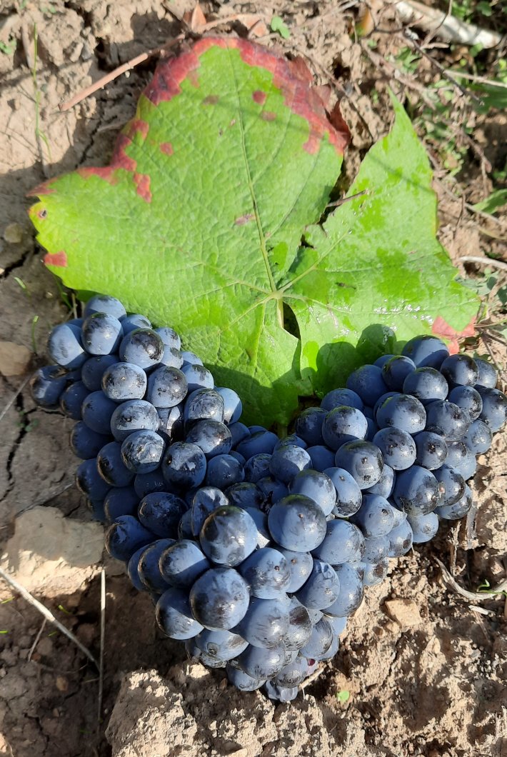 Der Esslinger Weinerlebnisweg