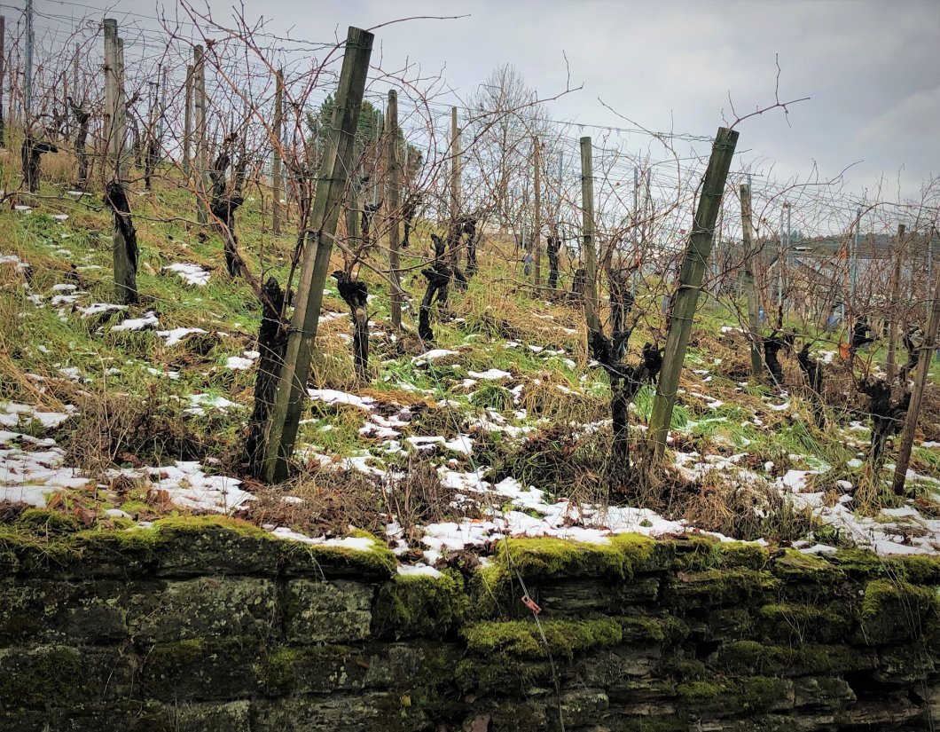 Vorweihnachtliche Stimmung im Weinberg