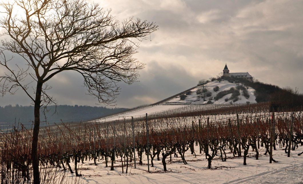 Wein-Winter-Wanderung- in Cleebronn