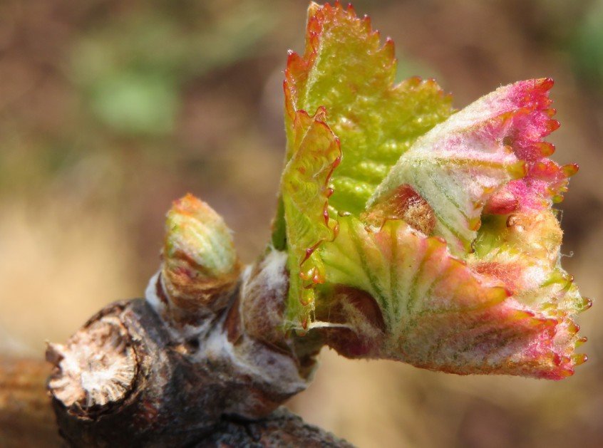 Wein ganz fein – Riechen, Fühlen, Schmecken