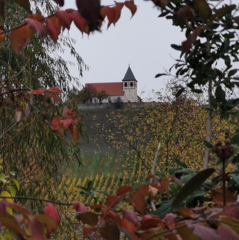 Schönste Weinsicht 2020 Der Michaelsberg