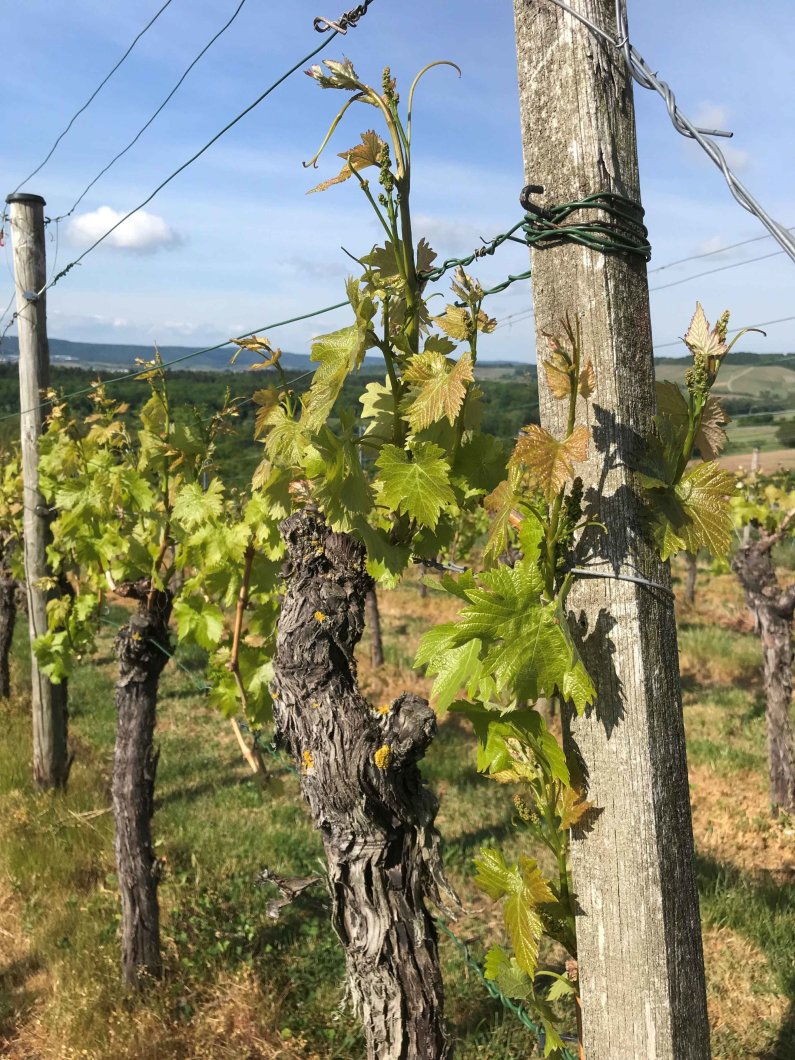 Wein ganz fein – Riechen, Fühlen, Schmecken