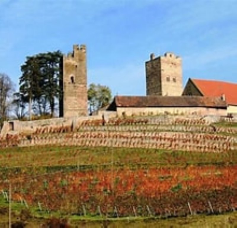 Mit Fahrtwind durchs Gäu – mit dem Elektro-Tuk durch die Weinberge