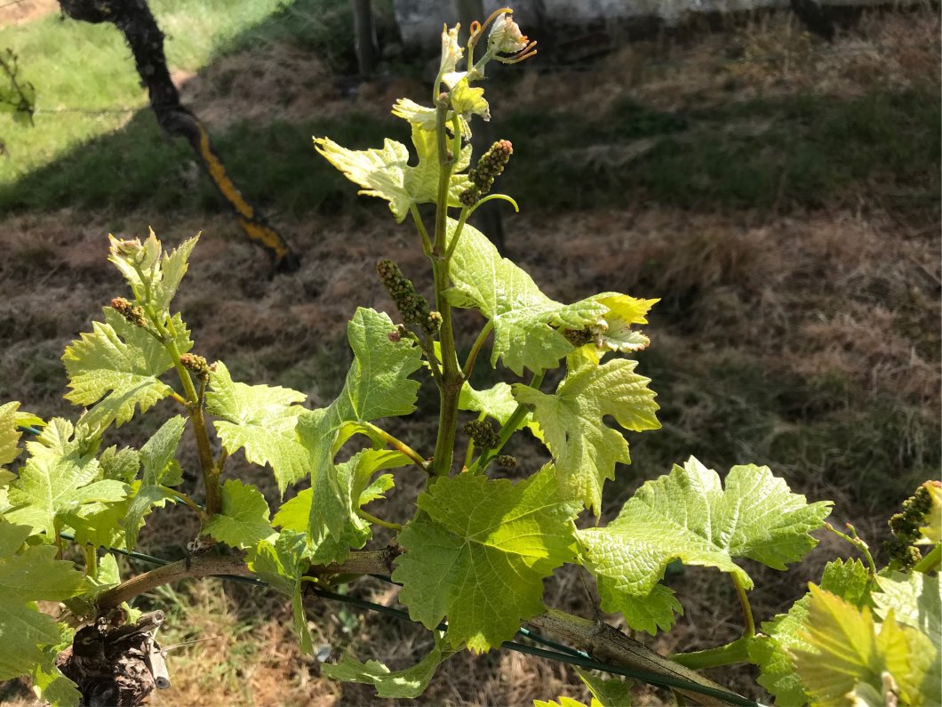 Leicht & Kräftig mit Poesie