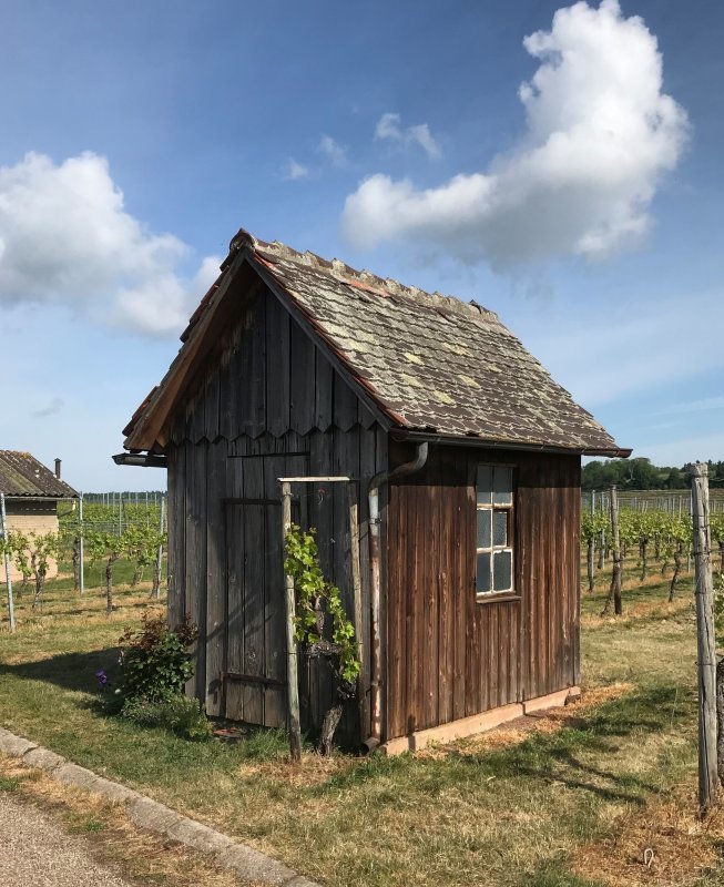 Walking Wine and Sunshine