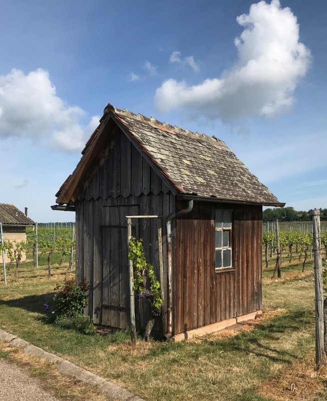 Walking Wine and Sunshine