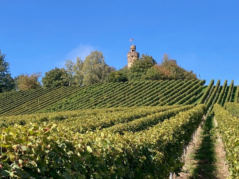 Sektfrühstück mitten im Weinberg