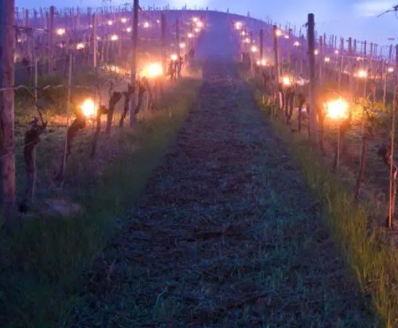 Glühend durch den Weinberg