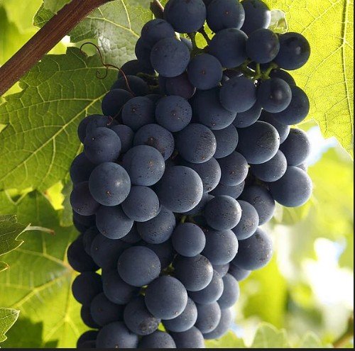 Heiß & Lecker mit Rote(m)